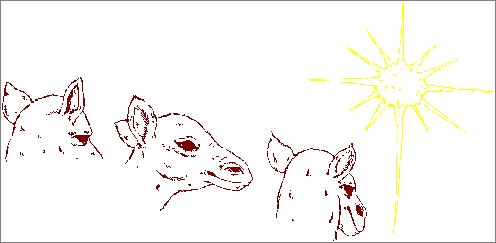 Estrella_de_Belen_13