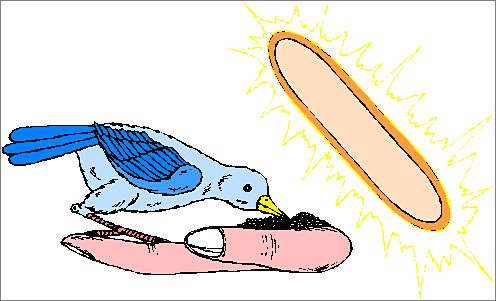 Pajaro_comiendo_de_la_mano